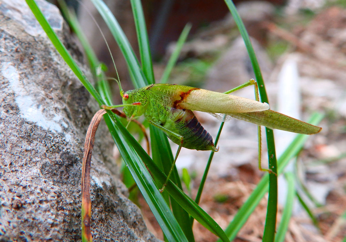 Phaneroptera falcata It seemed to have its wings damaged.<br />
Vipava, Slovenia. Oct 2014 Fall,Geotagged,Phaneroptera falcata,Sickle-bearing Bush Cricket,Slovenia