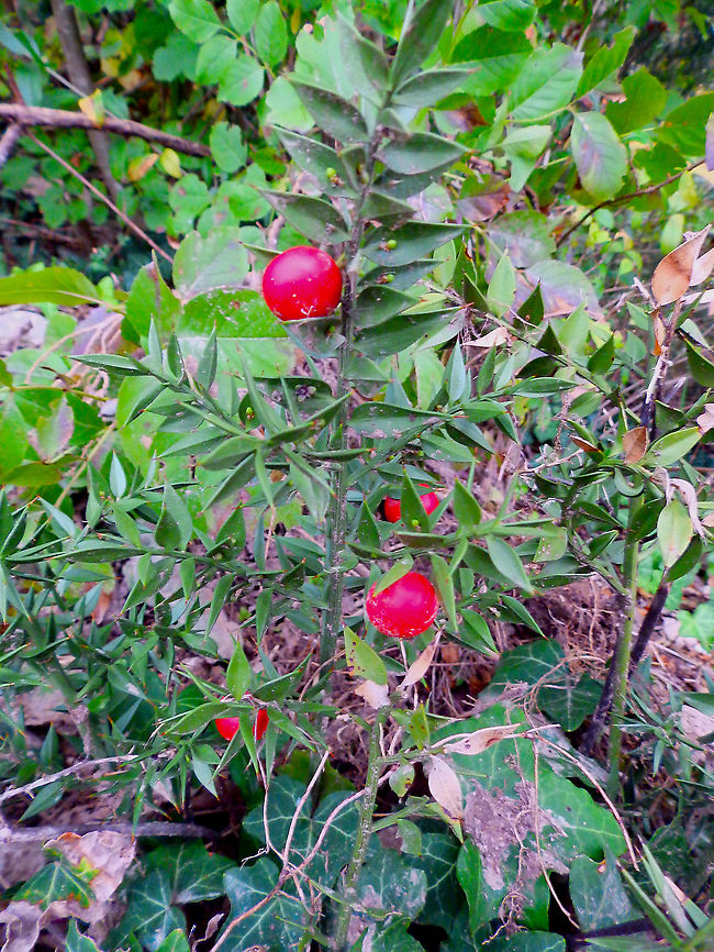 Butchers-broom - Ruscus aculeatus Vipava, Slovenia. Butchers-broom,Fall,Geotagged,Ruscus aculeatus,Slovenia