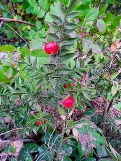 Butchers-broom - Ruscus aculeatus Vipava, Slovenia. Butchers-broom,Fall,Geotagged,Ruscus aculeatus,Slovenia