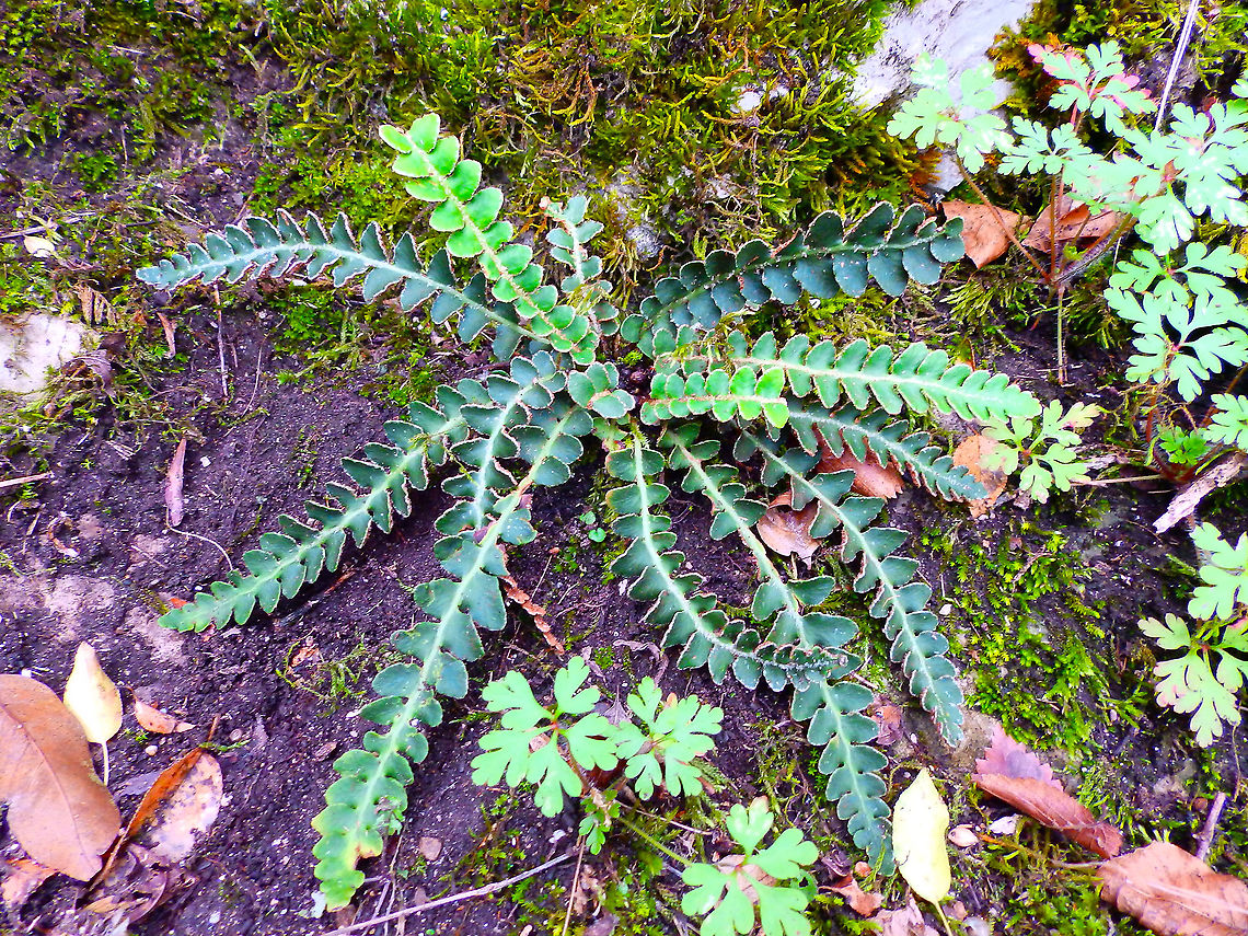 Rustyback - Asplenium ceterach Vipava, Slovenia, Oct 2014. Asplenium ceterach,Fall,Geotagged,Rustyback,Slovenia