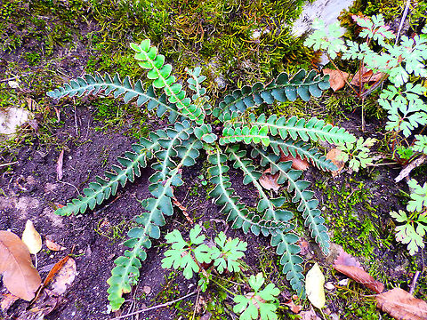 Rustyback - Asplenium ceterach Vipava, Slovenia, Oct 2014. Asplenium ceterach,Fall,Geotagged,Rustyback,Slovenia
