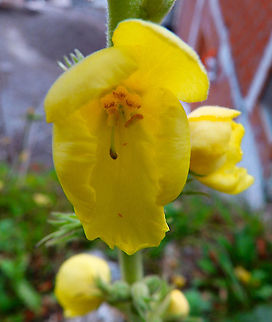 Dense-flowered mullein - Verbascum densiflorum Vipava, Slovenia, Oct 2014.  Dense-flowered mullein,Fall,Geotagged,Slovenia,Verbascum densiflorum