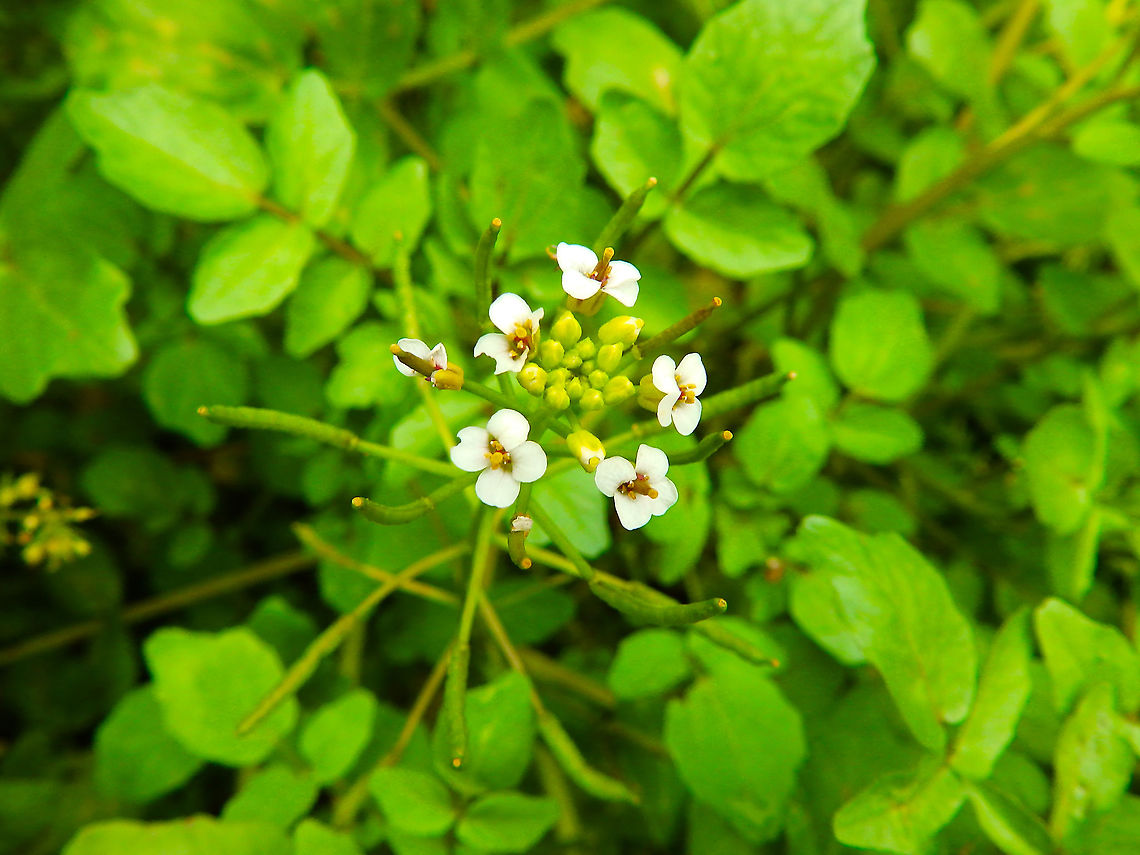 Watercress - Nasturtium officinale On a side of the river in Vipava, Slovenia (Oct 2014). Fall,Geotagged,Nasturtium officinale,Slovenia,Watercress