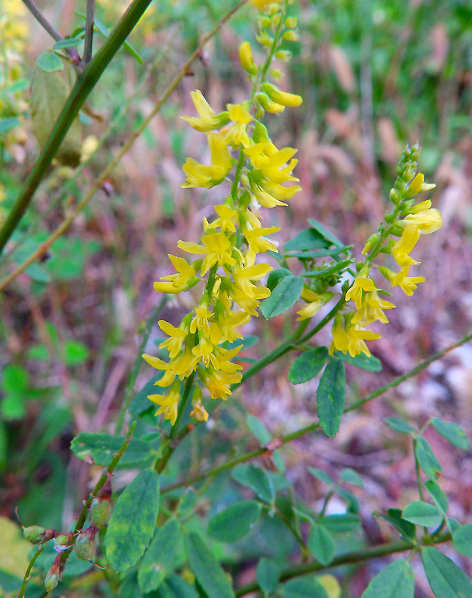 Yellow Sweetclover - Melilotus officinalis Vipava, Slovenia. Oct 2014. Fall,Geotagged,Melilotus officinalis,Slovenia,Yellow Sweetclover