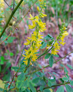 Yellow Sweetclover - Melilotus officinalis Vipava, Slovenia. Oct 2014. Fall,Geotagged,Melilotus officinalis,Slovenia,Yellow Sweetclover