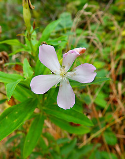 Common Soapwort - Saponaria officinalis Vipava, Slovenia (Oct 2014). Common Soapwort,Fall,Geotagged,Saponaria officinalis,Slovenia