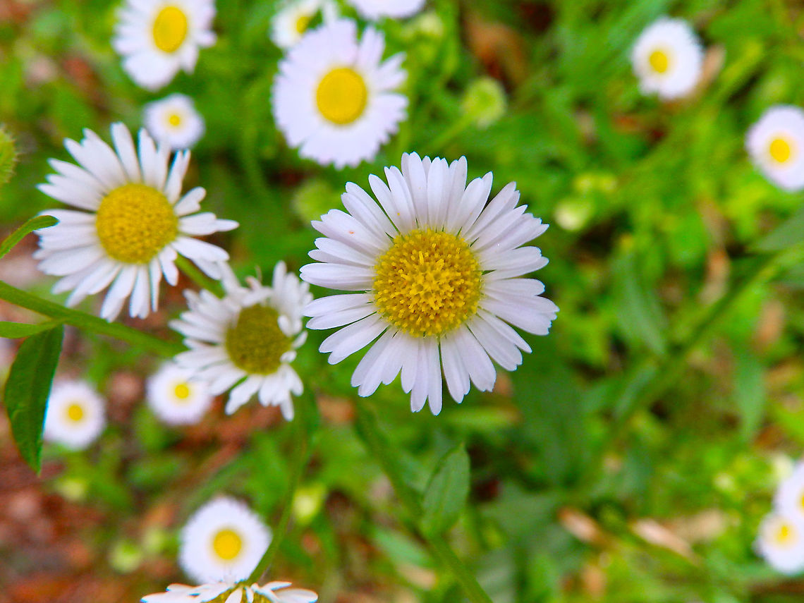 Common daisy - Bellis perennis Vipava, Slovenia (Oct 2014). Bellis perennis,Common daisy,Fall,Geotagged,Slovenia