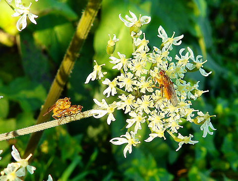 Scathophaga stercoraria It was not winter for these flies just yet..
Zoete Waters, Nov 2014. Belgium,Fall,Geotagged,Scathophaga stercoraria