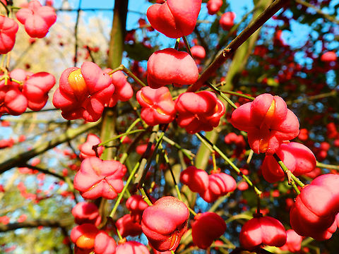 European spindle - Euonymus europaeus Doode Bemde, Nov 2014.   Belgium,Euonymus europaeus,European spindle,Fall,Geotagged