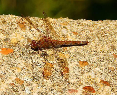 Common Darter - Sympetrum striolatum Doode Bemde, Nov 2014.
https://waarnemingen.be/species/641/photos/? Belgium,Common Darter,Fall,Geotagged,Sympetrum striolatum
