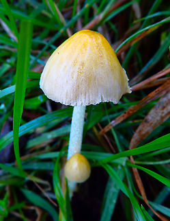 Bolbitius_titubans Doode Bemde, Nov 2014.
https://waarnemingen.be/species/672835/photos/? Belgium,Bolbitius titubans,Fall,Geotagged