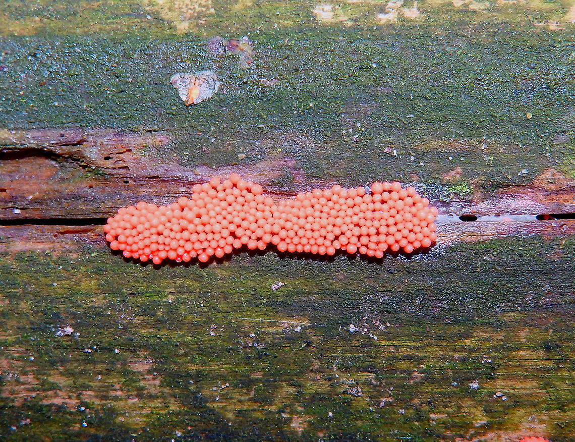 Trichia decipiens Meerdaalbos, Dec 2014. Belgium,Geotagged,Trichia decipiens,Winter