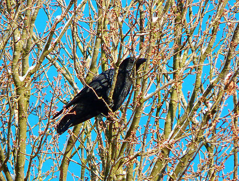 Common Raven - Corvus corax Meerdaalbos, Dec 2014. Belgium,Common Raven,Corvus corax,Geotagged,Winter