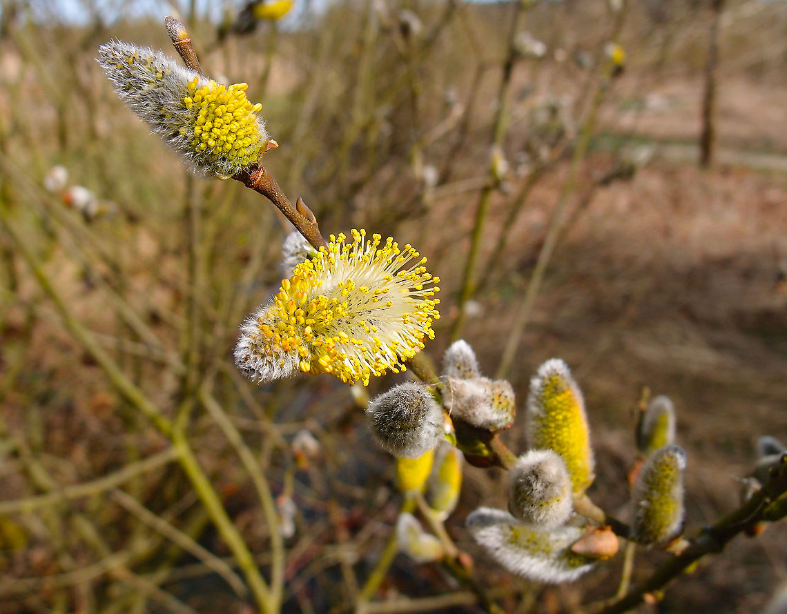 Pussy willow - Salix caprea Grootbroek, Huldenberg. April 2013. Belgium,Geotagged,Pussy willow,Salix caprea,Spring