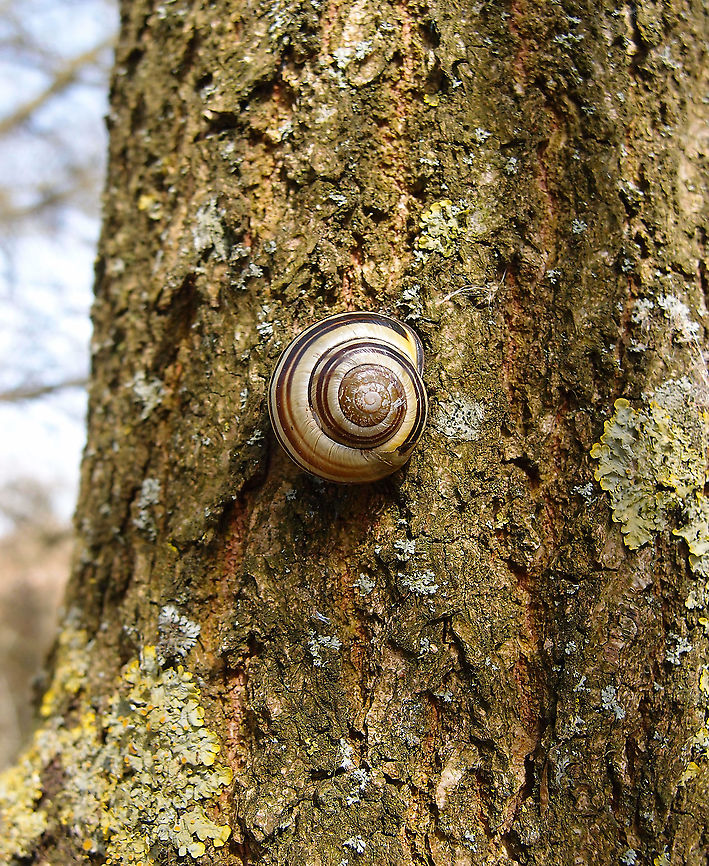 Grove Snail - Cepaea nemoralis Grootbroek, Huldenberg. April 2013.  Belgium,Cepaea nemoralis,Geotagged,Grove snail,Spring