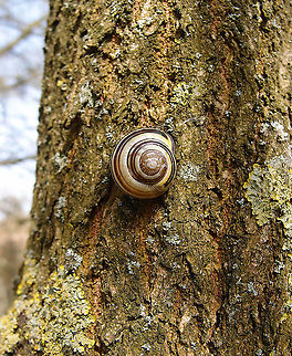 Grove Snail - Cepaea nemoralis Grootbroek, Huldenberg. April 2013.  Belgium,Cepaea nemoralis,Geotagged,Grove snail,Spring
