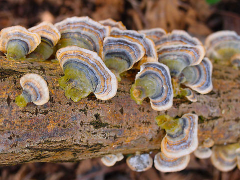 Turkey Tail - Trametes versicolor Grootbroek, Huldenberg. April 2013.  Belgium,Geotagged,Spring,Trametes versicolor,Turkey Tail