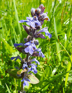 Common bugle - Ajuga reptans Doode Bemde, May 2013. Ajuga reptans,Belgium,Common bugle,Geotagged,Spring