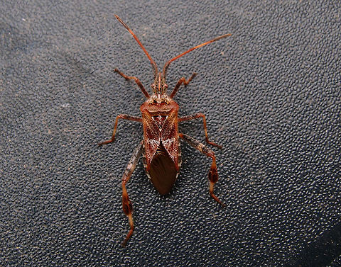 Western conifer seed bug - Leptoglossus occidentalis Our house terrace, Oct 2012. Belgium,Fall,Geotagged,Leptoglossus occidentalis,Western conifer seed bug
