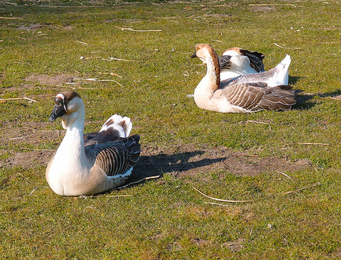 Chinese Goose - Anser cygnoides forma domestica Arenberg Kasteelpark, Heverlee (April 2013). Anser cygnoides,Belgium,Geotagged,Spring,Swan Goose