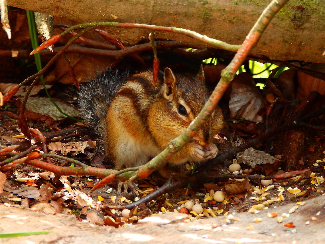 Siberian Chipmunk - Eutamias sibiricus For&ecirc;t de Soignes, July 2013.<br />
It is not known how they ended there, probably by release of domestic examplars but they have made a colony in this forest and they are thriving! Belgium,Eutamias sibiricus,Geotagged,Siberian chipmunk,Summer
