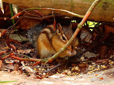 Siberian Chipmunk - Eutamias sibiricus Forêt de Soignes, July 2013.
It is not known how they ended there, probably by release of domestic examplars but they have made a colony in this forest and they are thriving! Belgium,Eutamias sibiricus,Geotagged,Siberian chipmunk,Summer