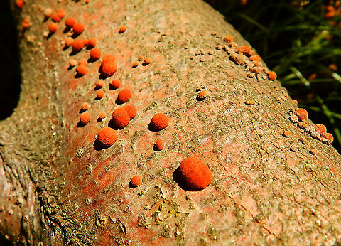 Nectria cinnabarina For&ecirc;t de Soignes, July 2013. Belgium,Geotagged,Nectria cinnabarina,Summer