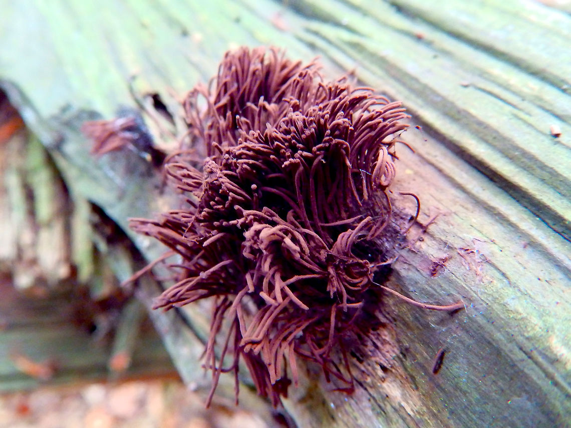 Stemonitis axifera For&ecirc;t de Soignes, July 2013.  Belgium,Geotagged,Stemonitis axifera,Summer