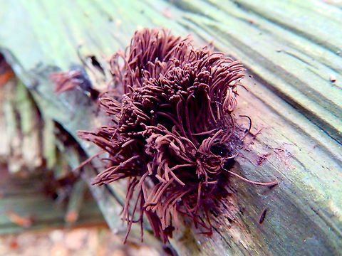 Stemonitis axifera For&ecirc;t de Soignes, July 2013.  Belgium,Geotagged,Stemonitis axifera,Summer