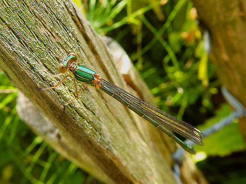 Lestes sponsa ♀ Forêt de Soignes, July 2013.  Belgium,Emerald damselfly,Geotagged,Lestes sponsa,Summer