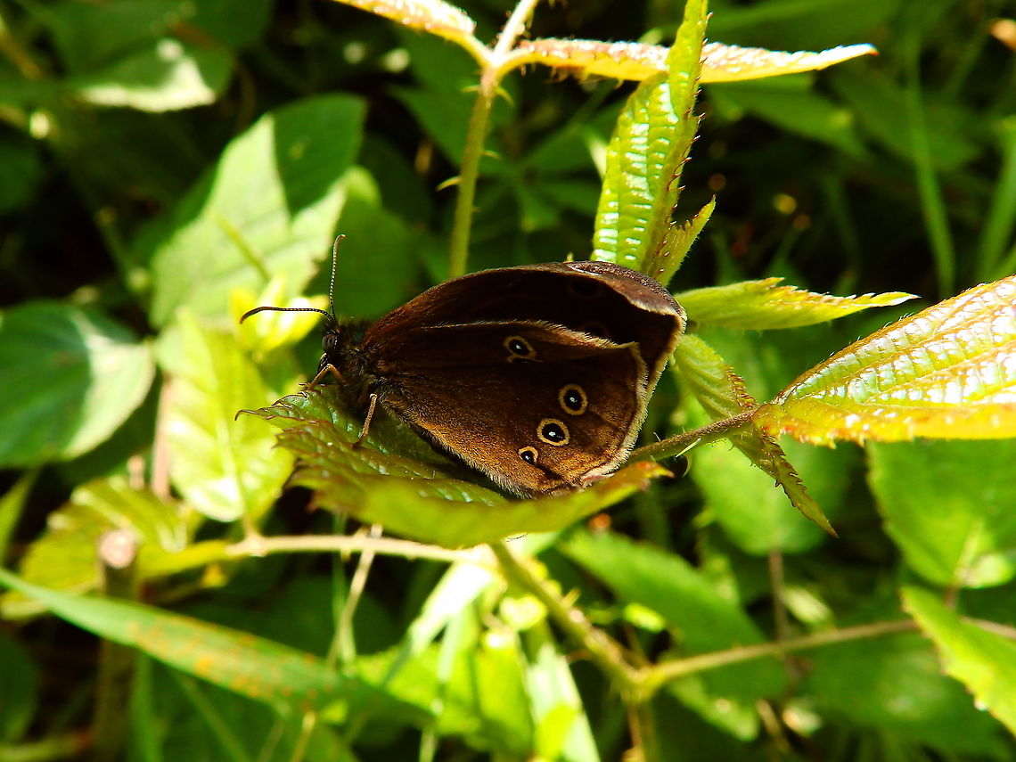 Ringlet - Aphantopus hyperantus Newly re-born, wings still a bit unfolded.<br />
For&ecirc;t de Soignes, July 2013.  Aphantopus hyperantus,Belgium,Geotagged,Ringlet,Summer