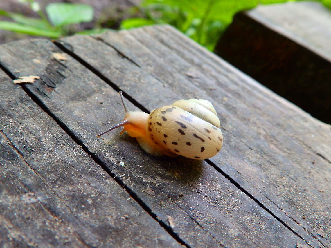 Bush Snail - Fruticicola fruticum For&ecirc;t de Soignes, July 2013.  Belgium,Bush Snail,Fruticicola fruticum,Geotagged,Summer