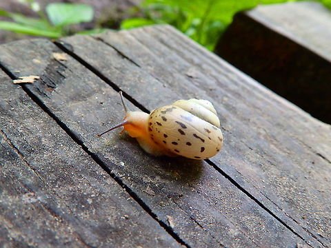Bush Snail - Fruticicola fruticum Forêt de Soignes, July 2013.  Belgium,Bush Snail,Fruticicola fruticum,Geotagged,Summer