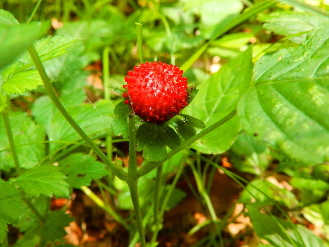 Mock Strawberry - Potentilla_indica For&ecirc;t de Soignes, July 2013.  Belgium,Duchesnea indica,Geotagged,Mock Strawberry,Mock strawberry,Potentilla indica,Summer