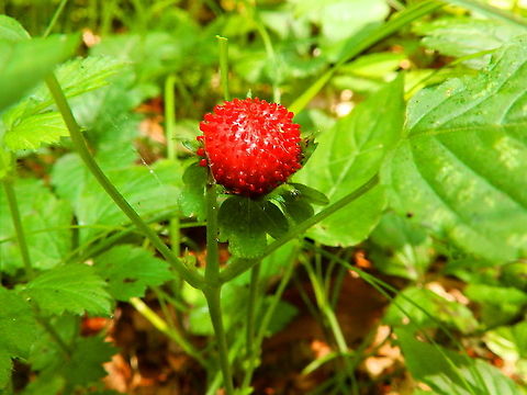 Mock Strawberry - Potentilla_indica Forêt de Soignes, July 2013.  Belgium,Duchesnea indica,Geotagged,Mock Strawberry,Mock strawberry,Potentilla indica,Summer