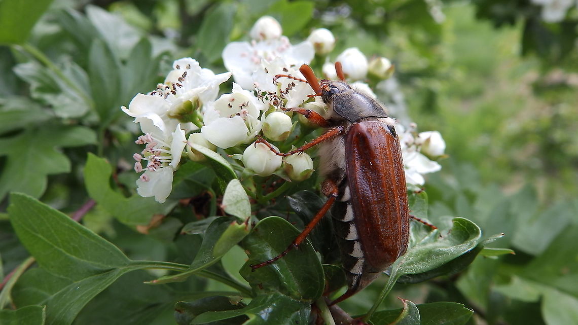 Common cockchafer - Melolontha melolontha We found it in our town and released it in the skirts of our neighbor Meerdaalbos. In Nederlands it is called meikever (May Beetle). Belgium,Common cockchafer,Geotagged,Melolontha melolontha,Spring