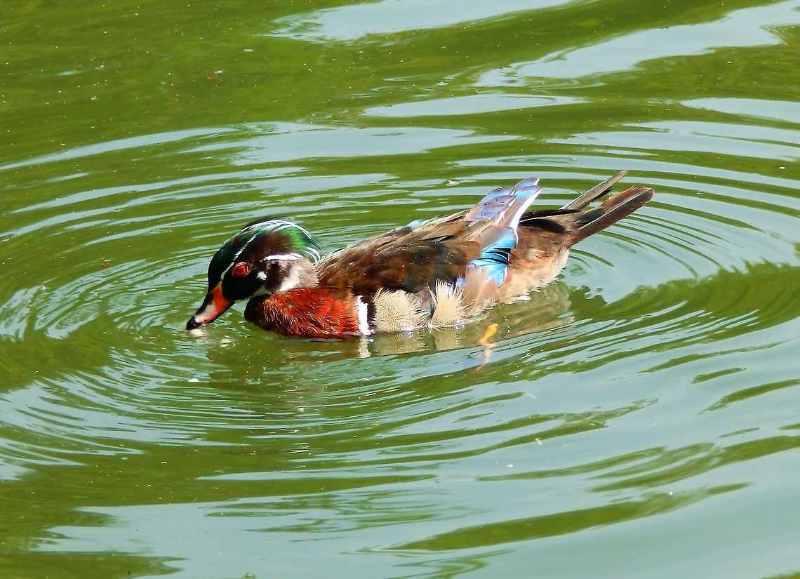Wood duck - Aix sponsa I thought that when moving from the States back to Europe I would lose sight of this beautiful duck but surprisingly in the lakes of For&ecirc;t de Soignes, they seem to have some exotic species :-)<br />
(July 2013).  Aix sponsa,Belgium,Geotagged,Summer,Wood duck