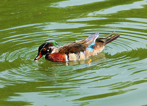 Wood duck - Aix sponsa I thought that when moving from the States back to Europe I would lose sight of this beautiful duck but surprisingly in the lakes of Forêt de Soignes, they seem to have some exotic species :-)
(July 2013).  Aix sponsa,Belgium,Geotagged,Summer,Wood duck