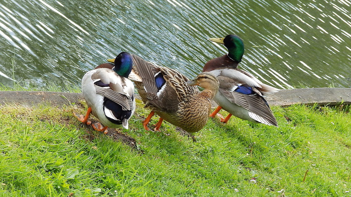 Mallard - Anas platyrhynchos Kasteelpark Arenberg, Heverlee. May 2013. Anas platyrhynchos,Belgium,Geotagged,Mallard,Spring