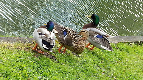 Mallard - Anas platyrhynchos Kasteelpark Arenberg, Heverlee. May 2013. Anas platyrhynchos,Belgium,Geotagged,Mallard,Spring
