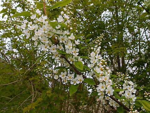 Bird cherry - Prunus padus Korbeek-Dijle, May 2013. Belgium,Bird cherry,Geotagged,Prunus padus,Spring