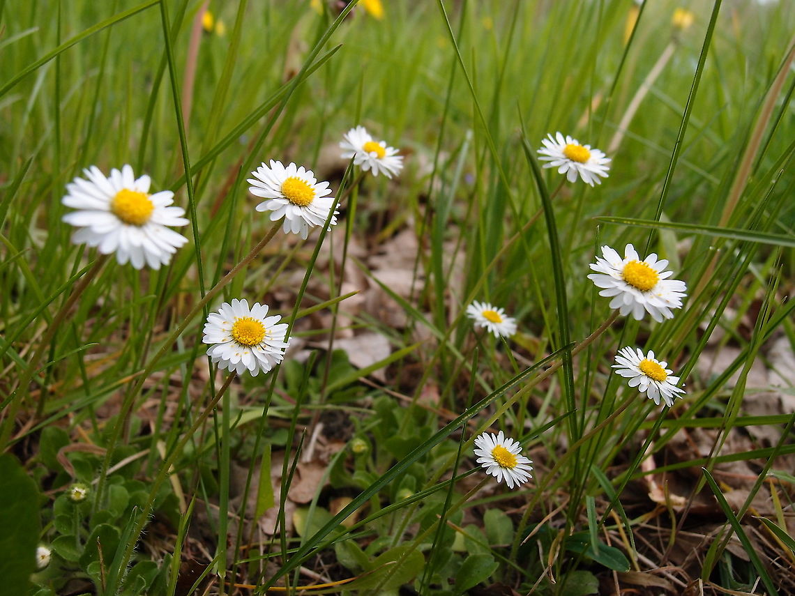 Common daisy - Bellis perennis Korbeek-Dijle, May 2013.  Belgium,Bellis perennis,Common daisy,Geotagged,Spring