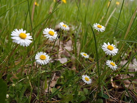 Common daisy - Bellis perennis Korbeek-Dijle, May 2013.  Belgium,Bellis perennis,Common daisy,Geotagged,Spring