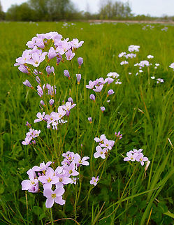 Cuckooflower - Cardamine pratensis Korbeek-Dijle, May 2013.  Belgium,Cardamine pratensis,Cuckooflower,Geotagged,Spring