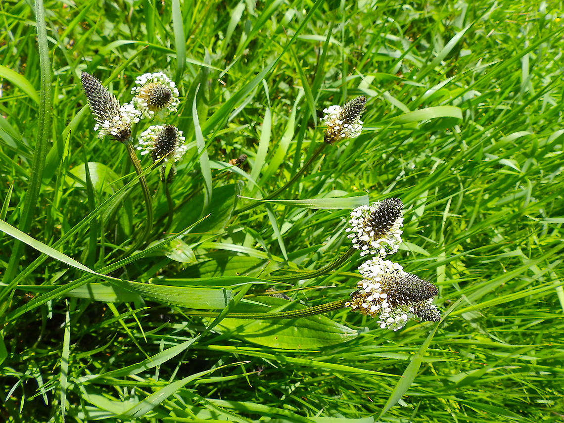 Ribwort Plantain - Plantago lanceolata Zoete Waters, May 2013. Belgium,Geotagged,Plantago lanceolata,Ribwort Plantain,Spring
