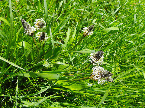 Ribwort Plantain - Plantago lanceolata Zoete Waters, May 2013. Belgium,Geotagged,Plantago lanceolata,Ribwort Plantain,Spring