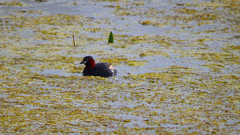 Little Grebe - Tachybaptus ruficollis Doode Bemde, May 2013. Belgium,Geotagged,Little Grebe,Spring,Tachybaptus ruficollis