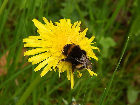 Bombus terrestris/lucorum/magnus/cryptarum Doode Bemde, May 2013.
https://waarnemingen.be/species/185740/photos/?

https://www.jungledragon.com/image/127929/bombus_terrestrislucorummagnuscryptarum.html
 Belgium,Bombus terrestris,Buff-tailed bumblebee,Geotagged,Spring