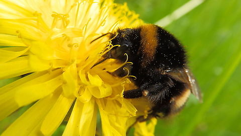 Bombus terrestris/lucorum/magnus/cryptarum Doode Bemde, May 2013.
https://www.jungledragon.com/image/127928/bombus_terrestrislucorummagnuscryptarum.html
 Belgium,Bombus terrestris,Buff-tailed bumblebee,Geotagged,Spring