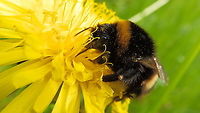 Bombus terrestris/lucorum/magnus/cryptarum Doode Bemde, May 2013.<br />
https://www.jungledragon.com/image/127928/bombus_terrestrislucorummagnuscryptarum.html<br />
 Belgium,Bombus terrestris,Buff-tailed bumblebee,Geotagged,Spring